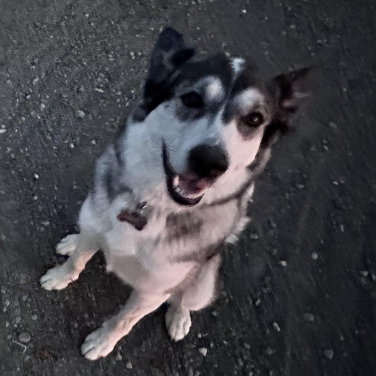 Enlarge Mocha *Sponsored Adoption*, an adopted Husky in Driggs, ID image 5/5