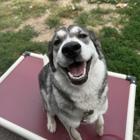 Mocha *Sponsored Adoption*, Adoptable, Young Female Husky.