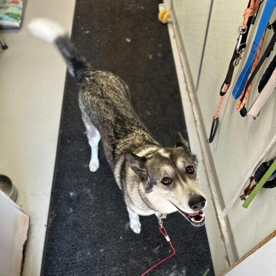 Enlarge Mocha *Sponsored Adoption*, an adopted Husky in Driggs, ID image 4/5