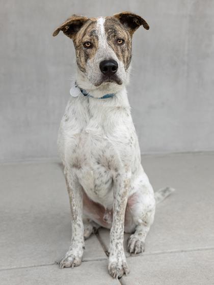 Enlarge Henry, a Adoptable mixed breed in Longmont, CO image 1/2