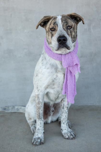 Enlarge Henry, a Adoptable mixed breed in Longmont, CO image 1/3