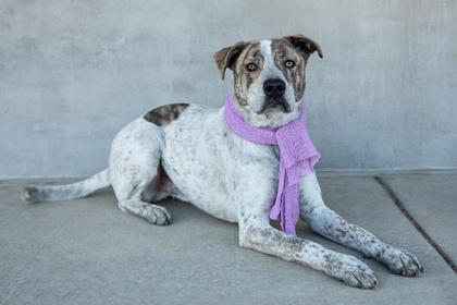 Enlarge Henry, a Adoptable mixed breed in Longmont, CO image 3/3