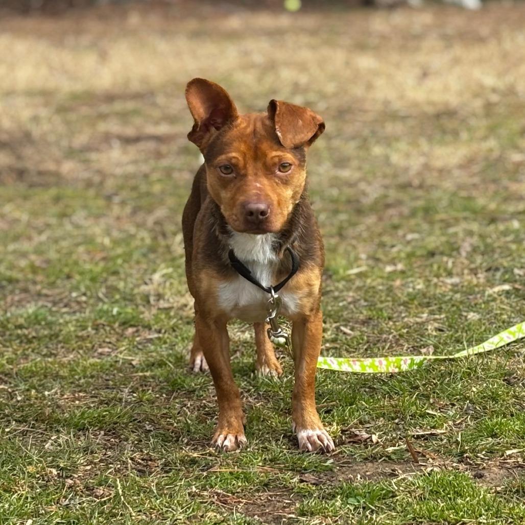 Cider, Adoptable, Adult Male Mixed Breed.