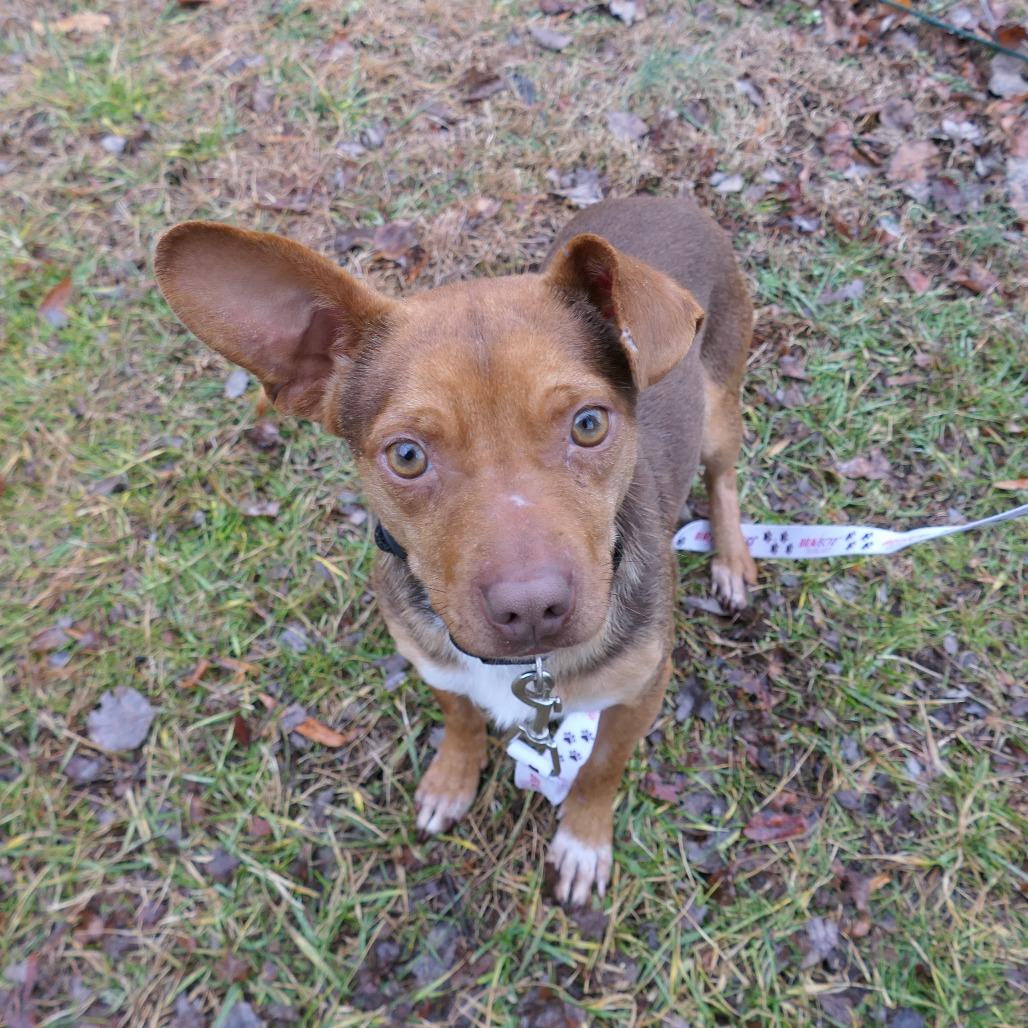 Enlarge Cider, a Adoptable Mixed Breed in Mebane, NC image 2/4