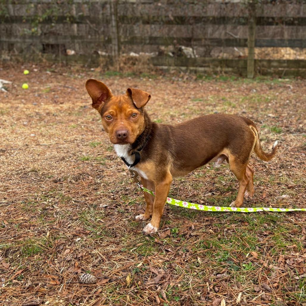 Enlarge Cider, a Adoptable Mixed Breed in Mebane, NC image 3/4