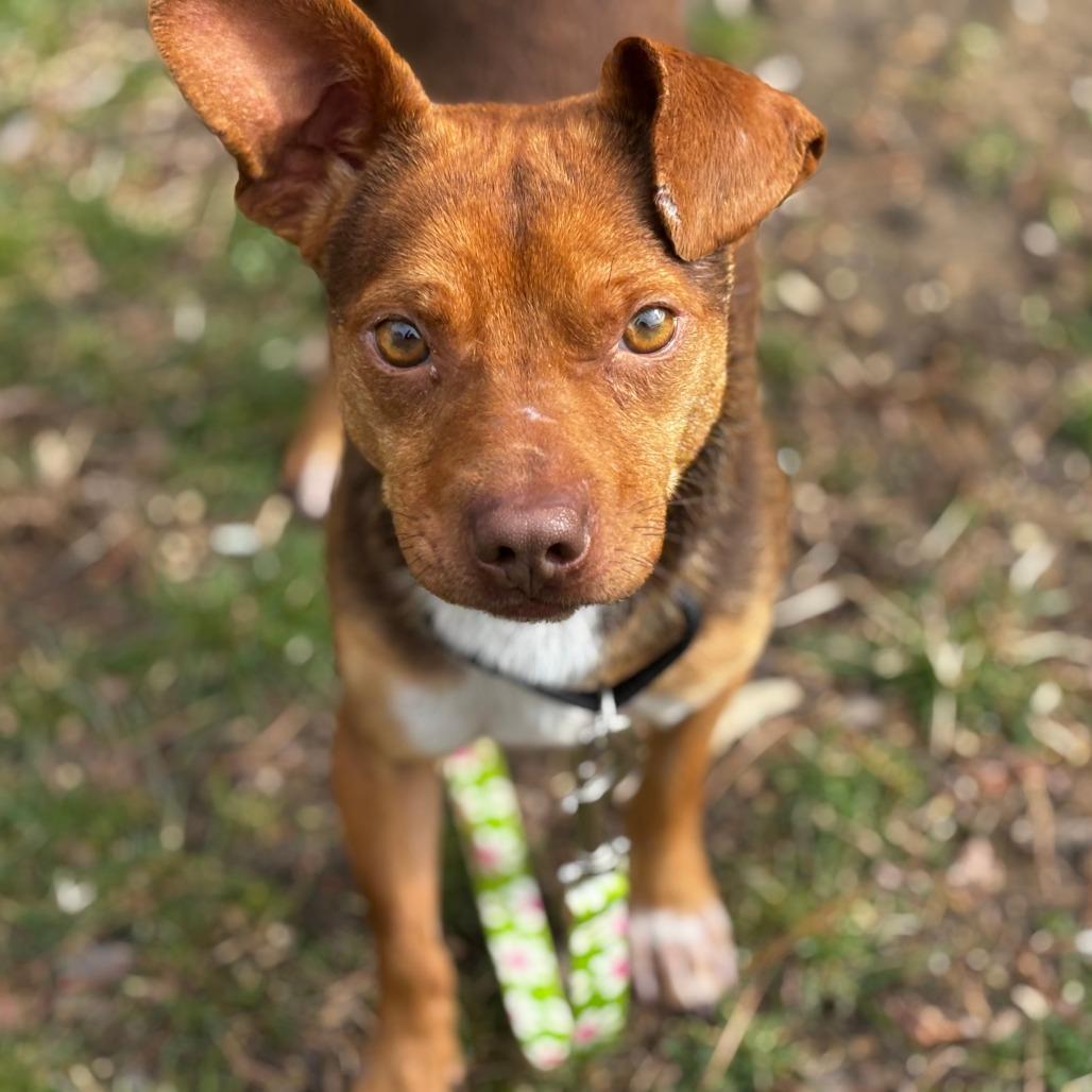 Enlarge Cider, a Adoptable Mixed Breed in Mebane, NC image 4/4