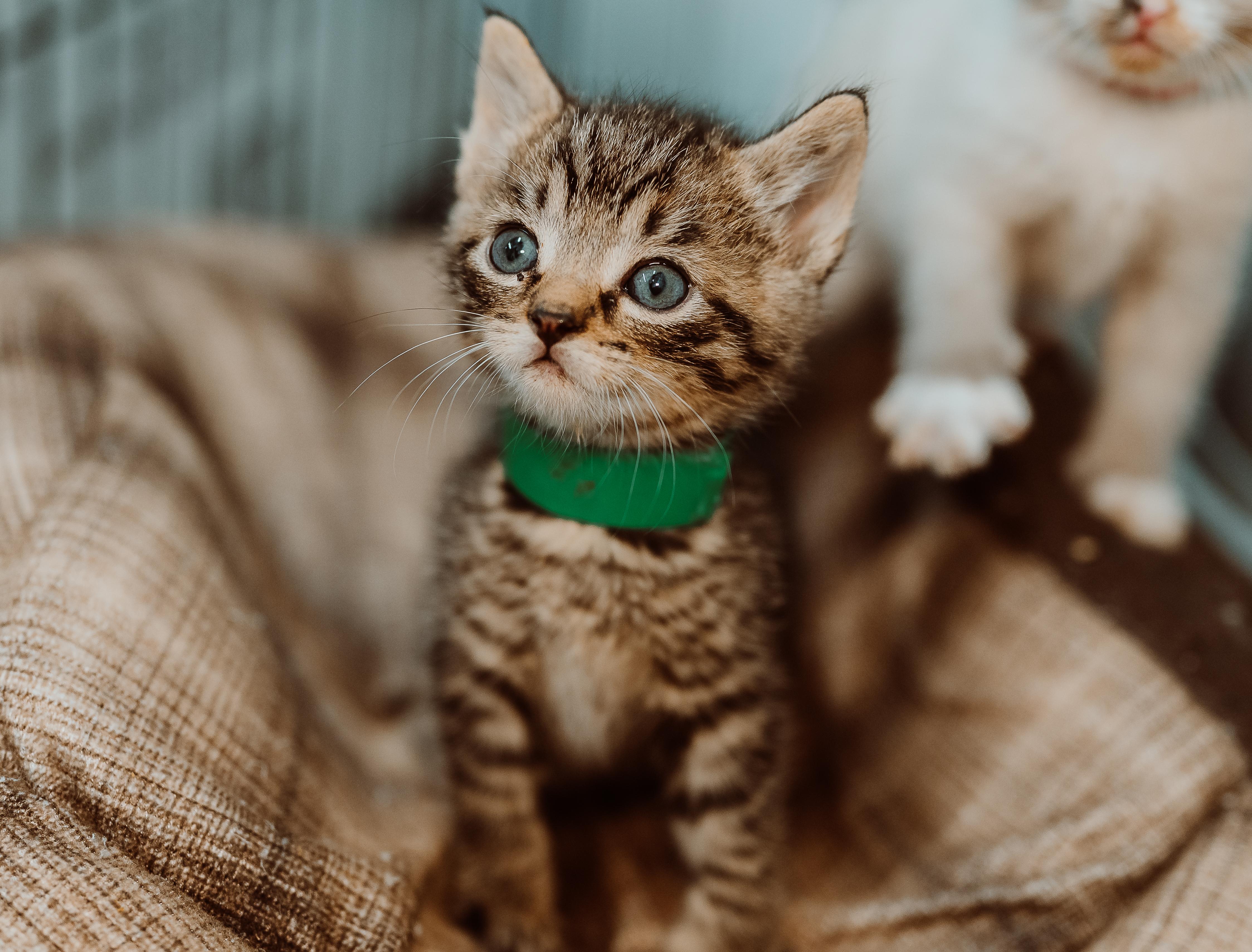 Theo (Green Collar), Adoptable, Kitten Male Tabby.
