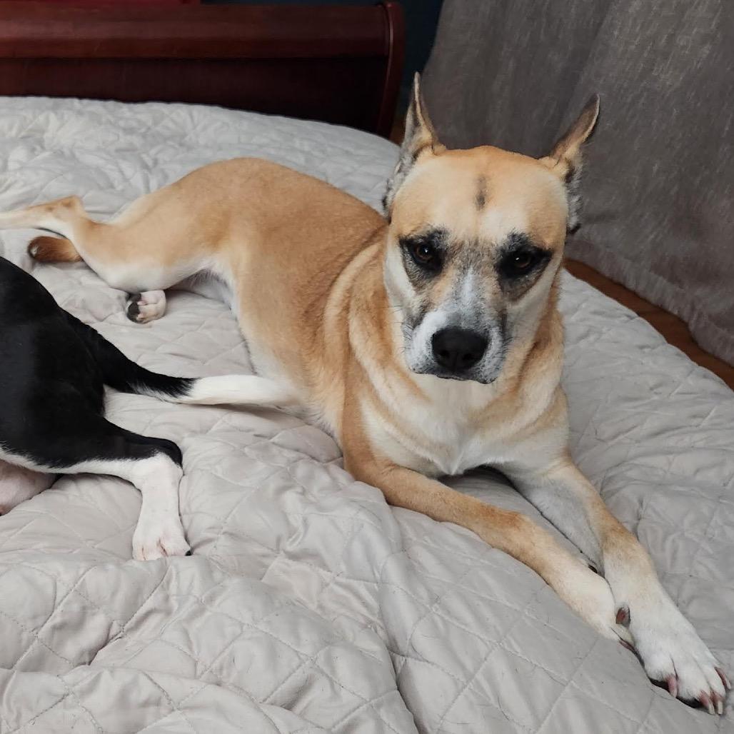 Enlarge Cinnamon, a Adoptable mixed breed in Ferndale, MI image 1/6