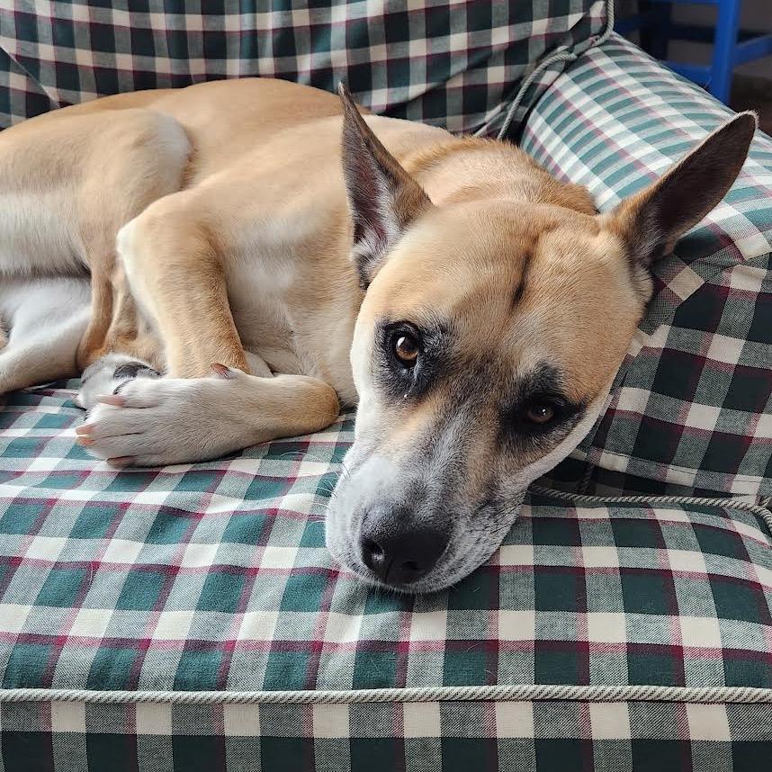 Enlarge Cinnamon, a Adoptable mixed breed in Ferndale, MI image 2/6