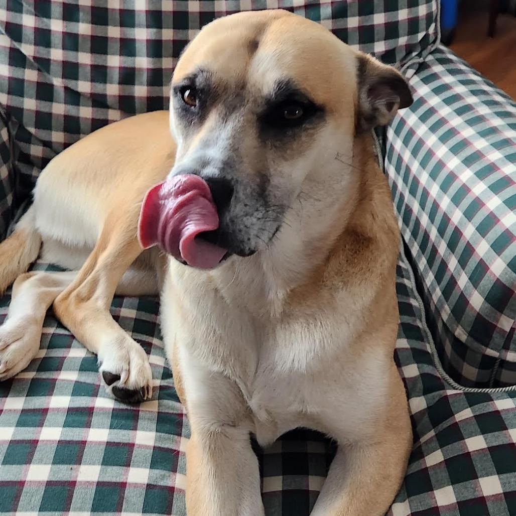 Enlarge Cinnamon, a Adoptable mixed breed in Ferndale, MI image 3/6