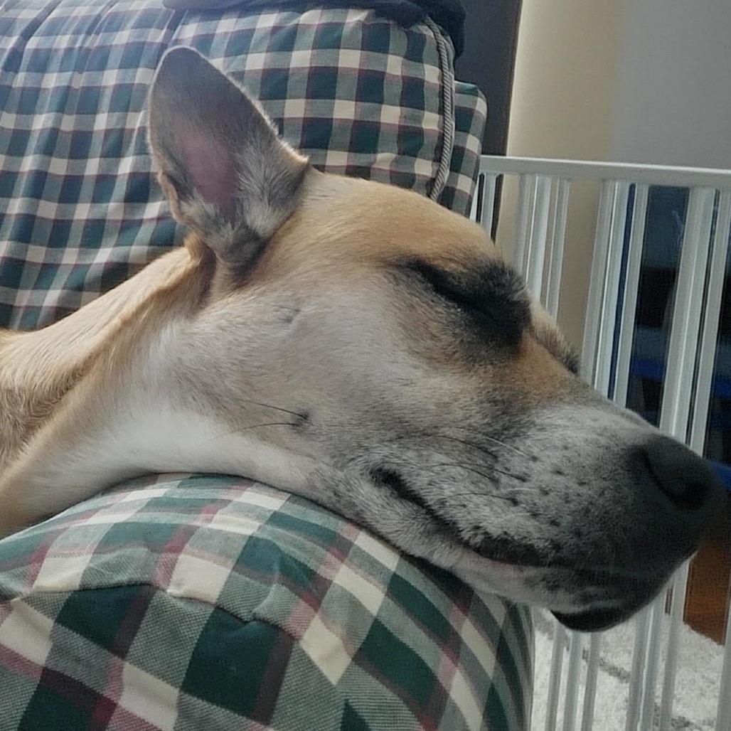 Enlarge Cinnamon, a Adoptable mixed breed in Ferndale, MI image 4/6