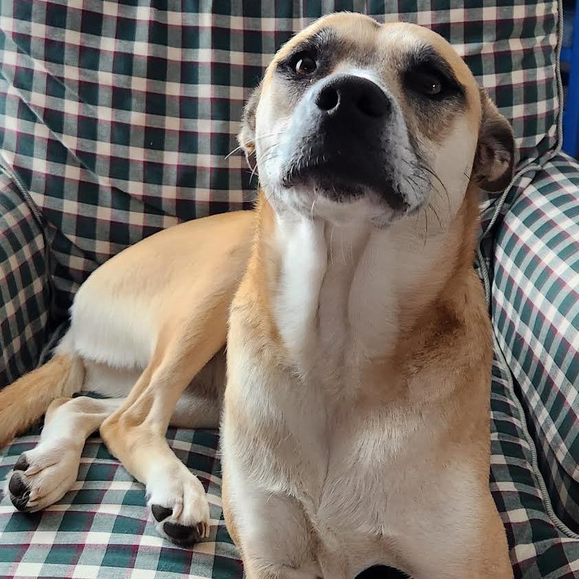 Enlarge Cinnamon, a Adoptable mixed breed in Ferndale, MI image 5/6