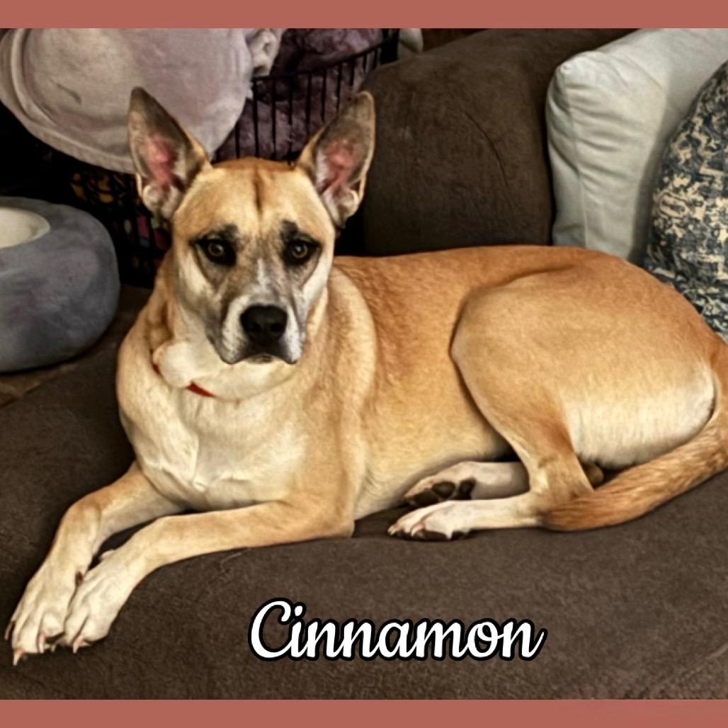 Enlarge Cinnamon, a Adoptable mixed breed in Ferndale, MI image 6/6