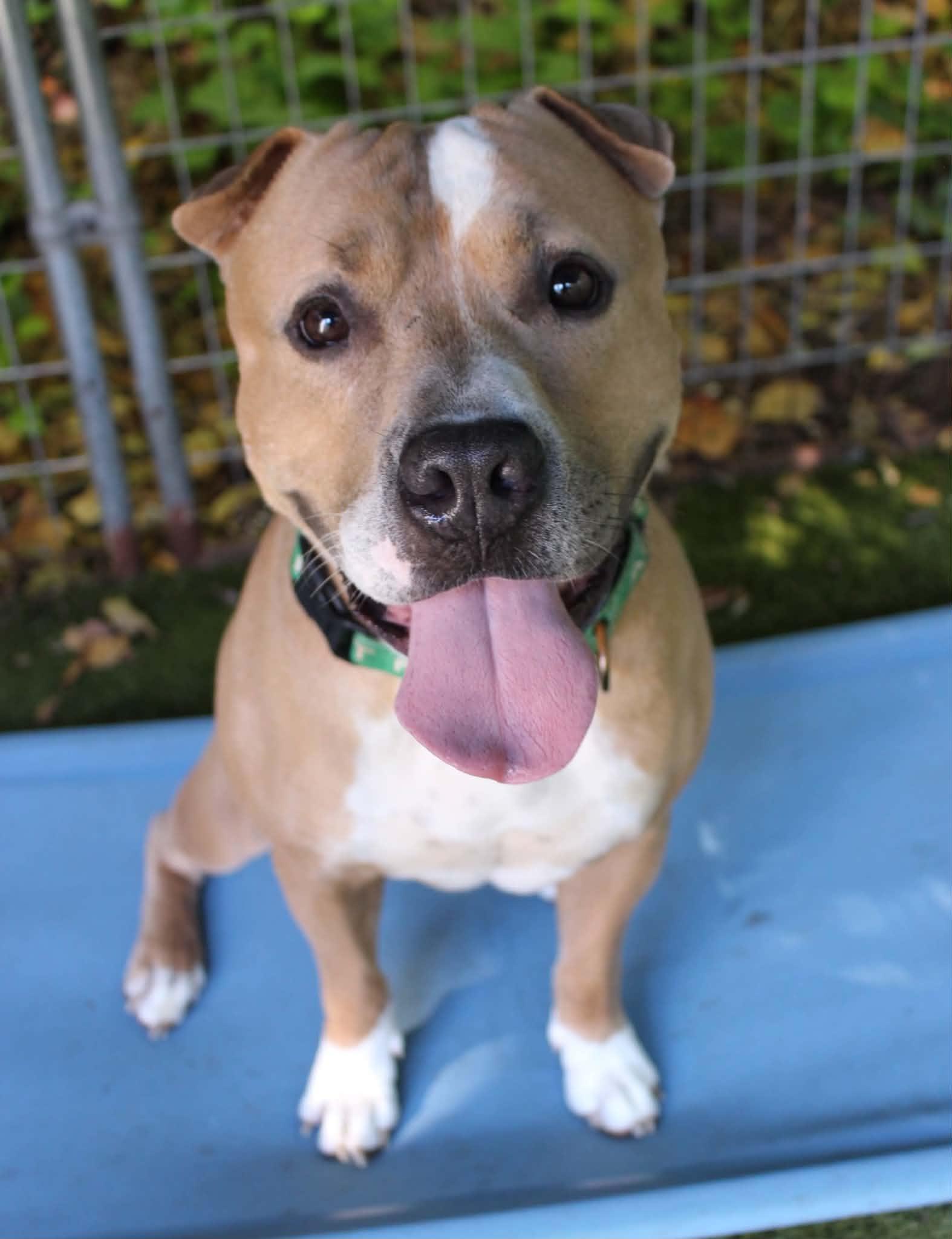 Quincy, Adoptable, Adult Male American Staffordshire Terrier.