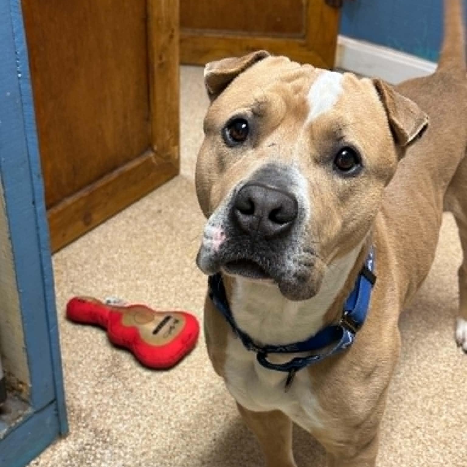 Quincy, a ADOPTABLE mixed breed in Sunderland, MD image 3/3