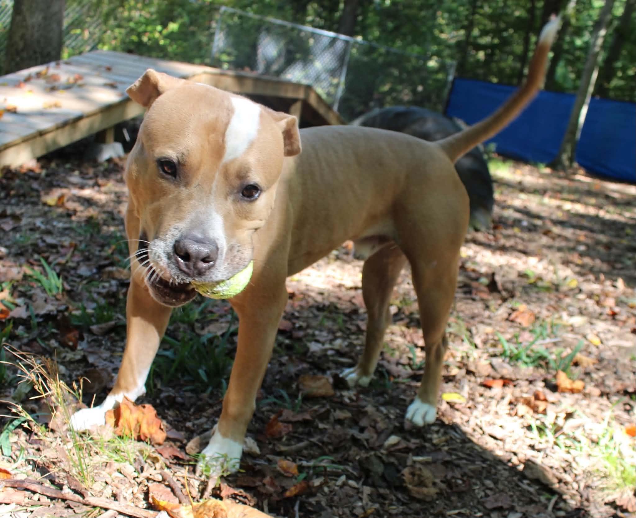 Enlarge Quincy, a Adoptable mixed breed in Sunderland, MD image 3/6