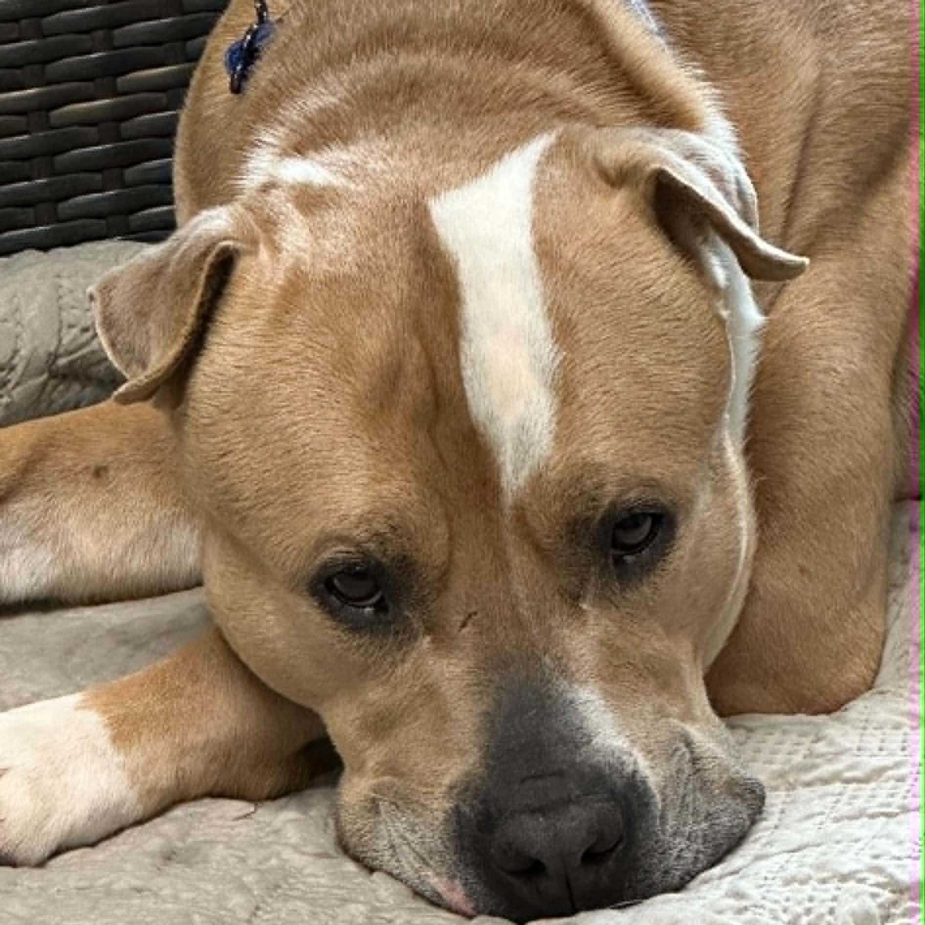 Quincy, a ADOPTABLE mixed breed in Sunderland, MD image 2/3