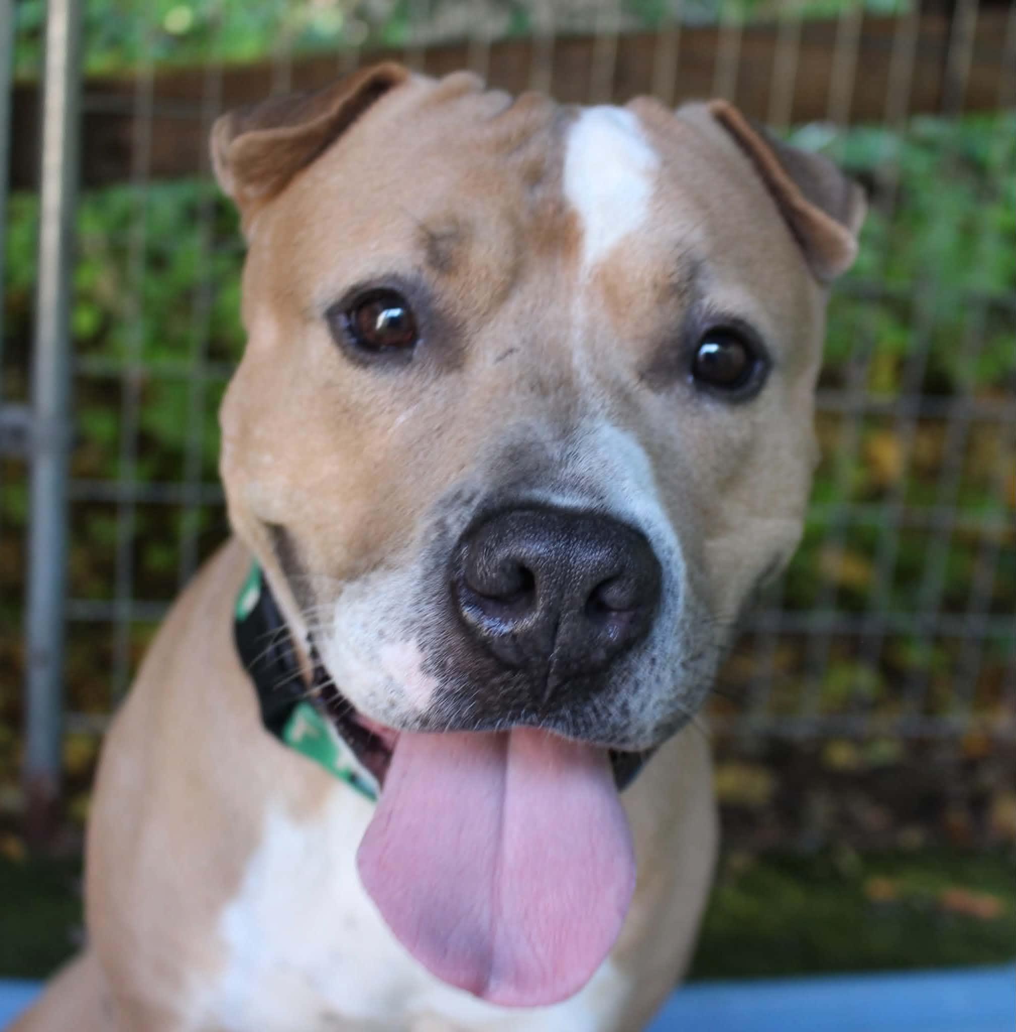Enlarge Quincy, a Adoptable mixed breed in Sunderland, MD image 2/6