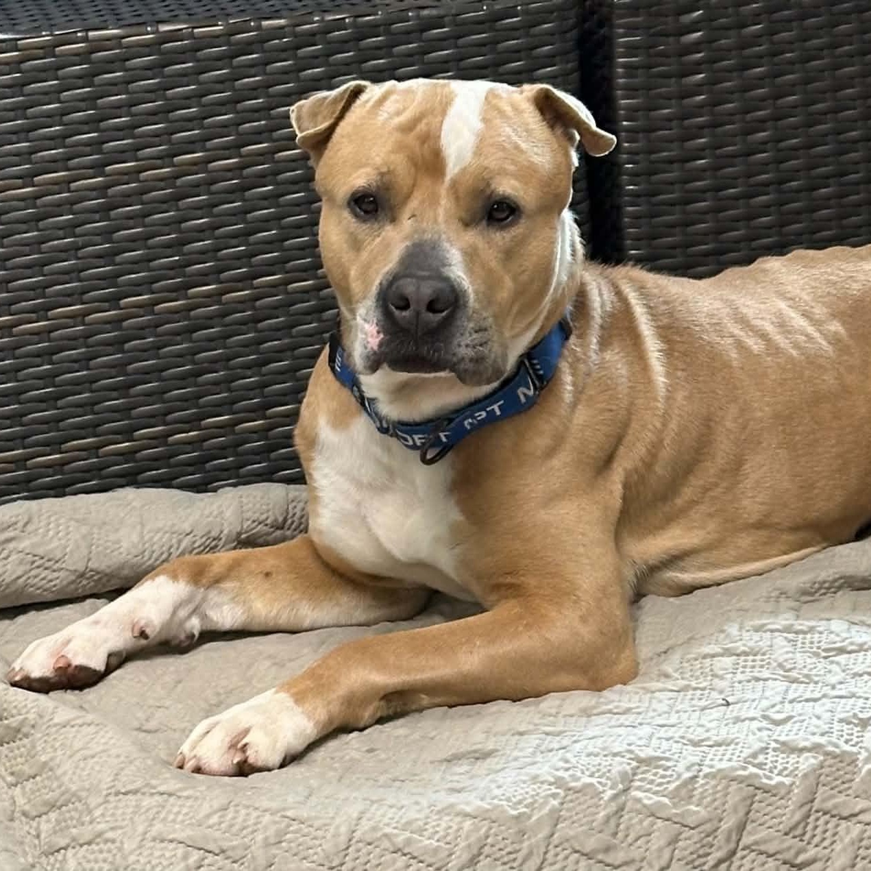 Quincy, ADOPTABLE, Adult Male American Staffordshire Terrier.