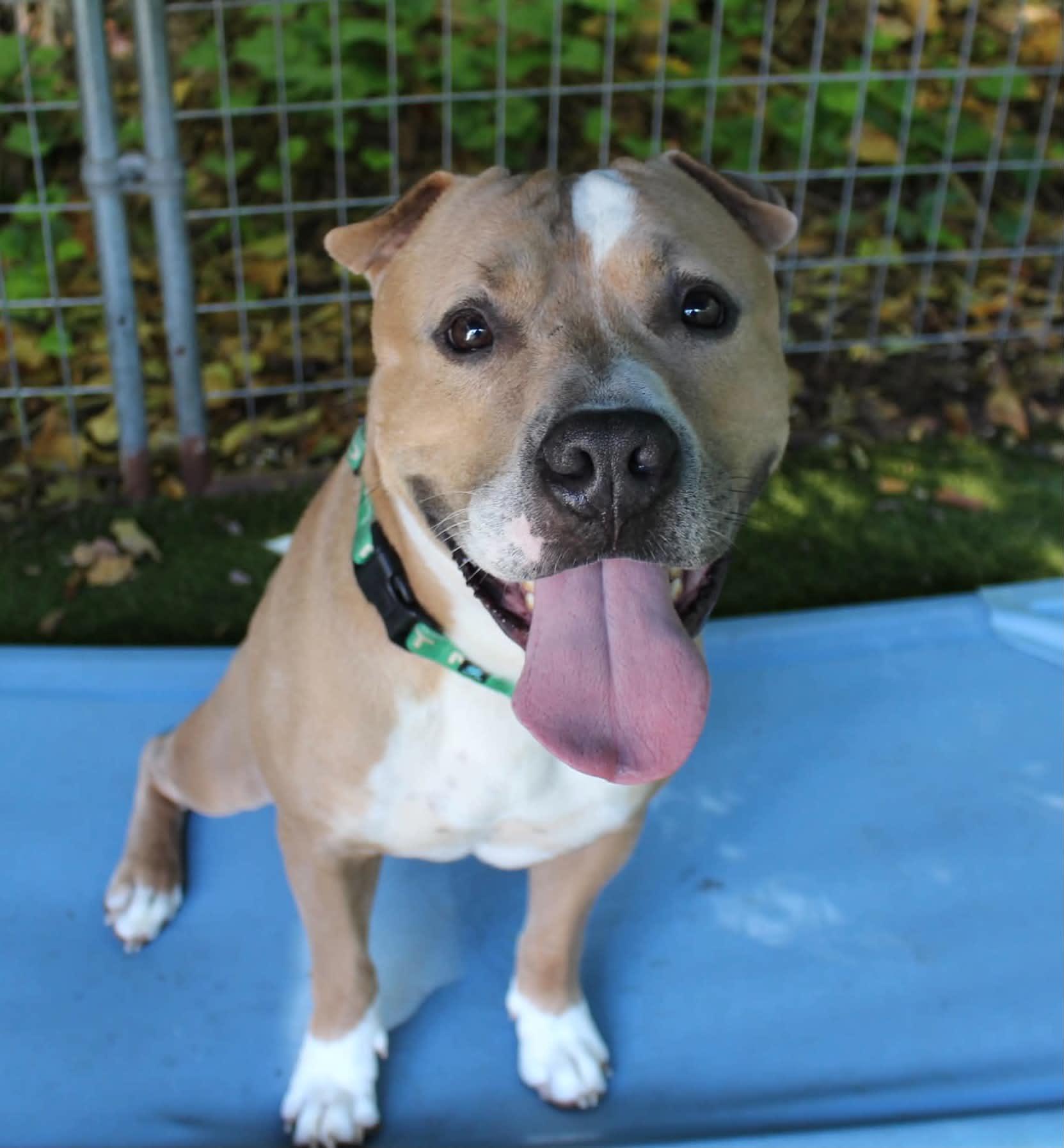 Enlarge Quincy, a Adoptable mixed breed in Sunderland, MD image 4/6