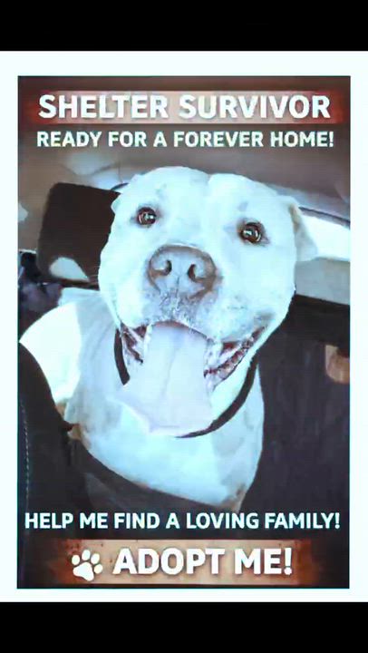 Enlarge Quincy, a ADOPTABLE mixed breed in Sunderland, MD video 1/3