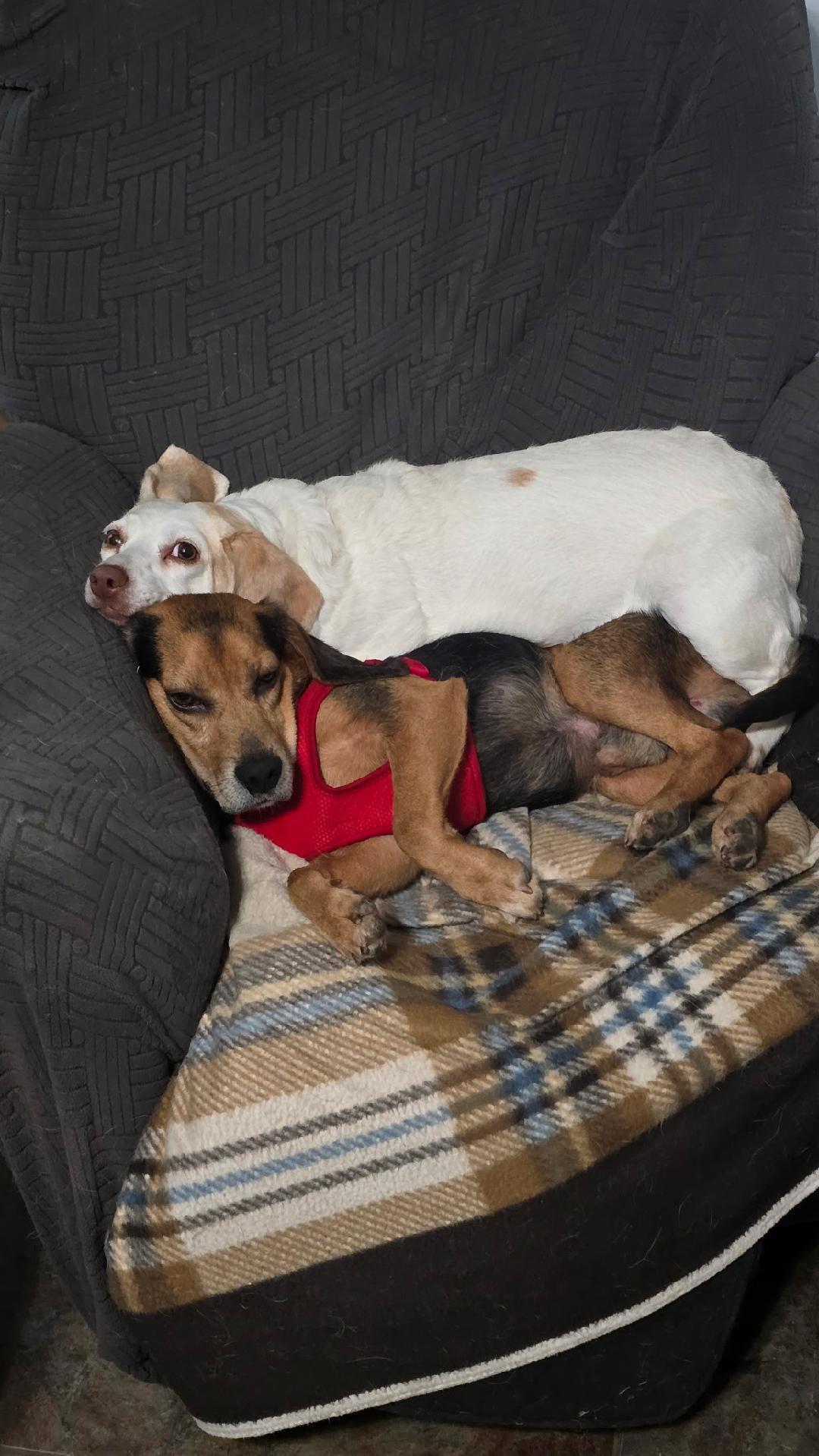 Enlarge Angus, a Adopted Beagle in Williamsburg, VA image 2/6