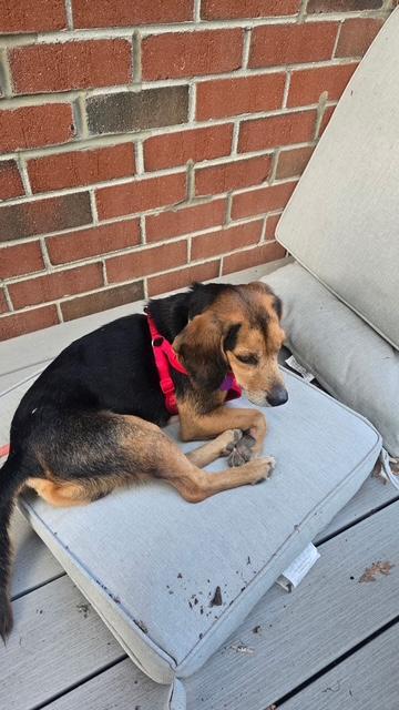 Enlarge Angus, a Adopted Beagle in Williamsburg, VA image 5/6