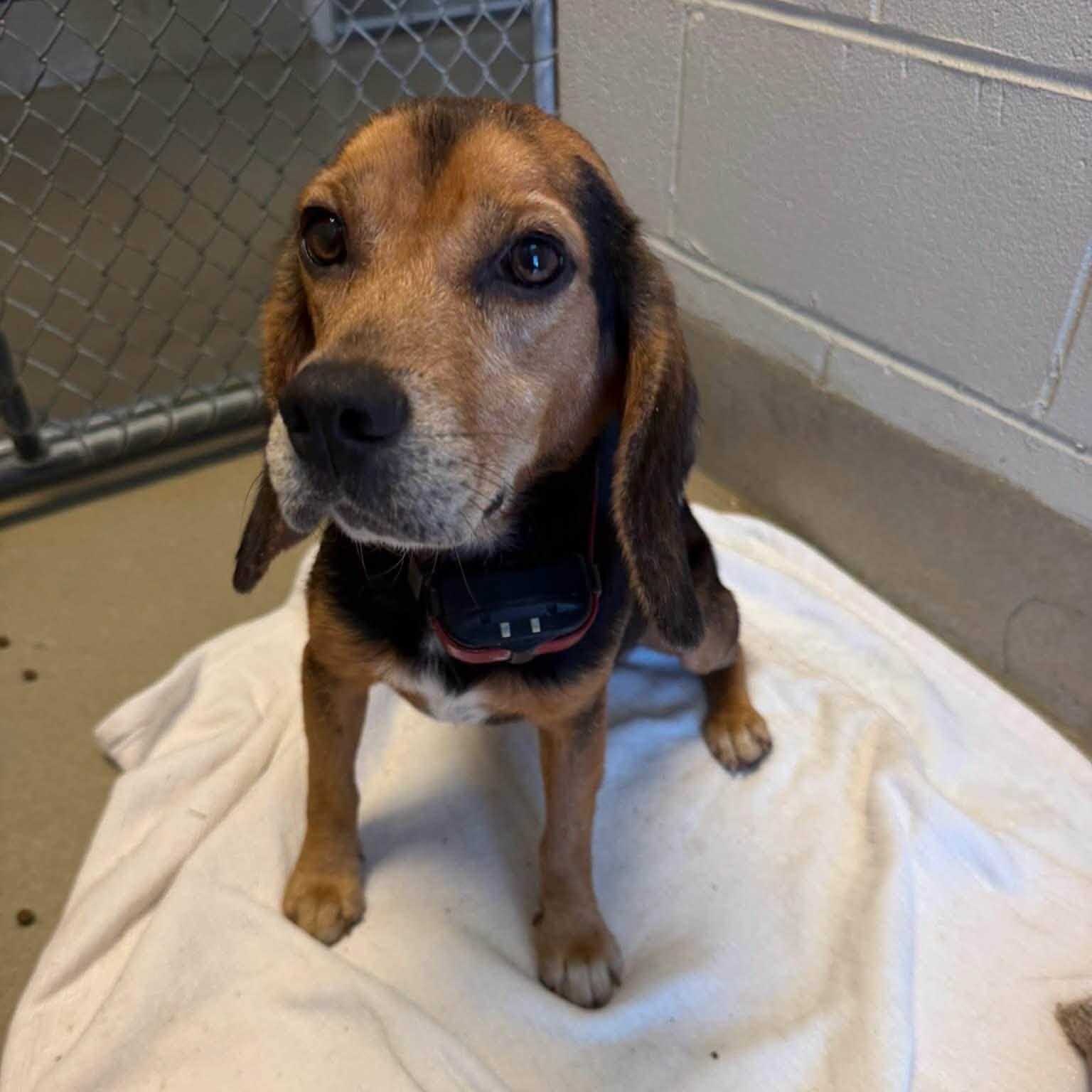 Angus, Adopted, Adult Male Beagle.