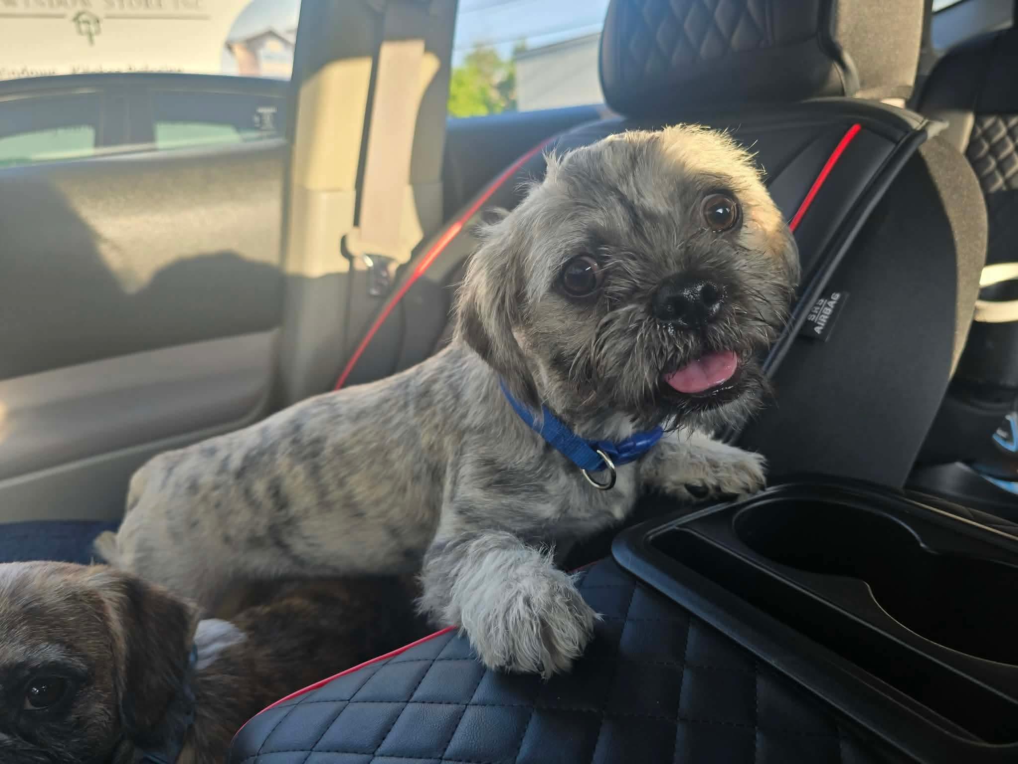 Enlarge CHAPO 425, a Adopted mixed breed in Milwaukee, WI image 2/6