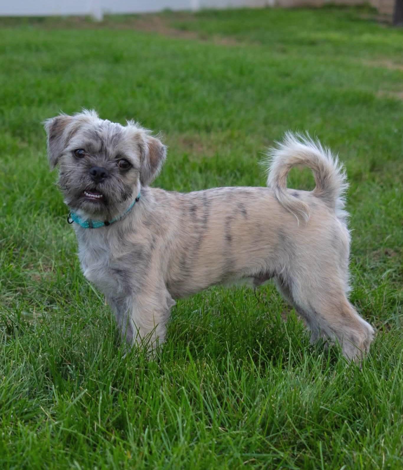 Enlarge CHAPO 425, a Adopted mixed breed in Milwaukee, WI image 1/6