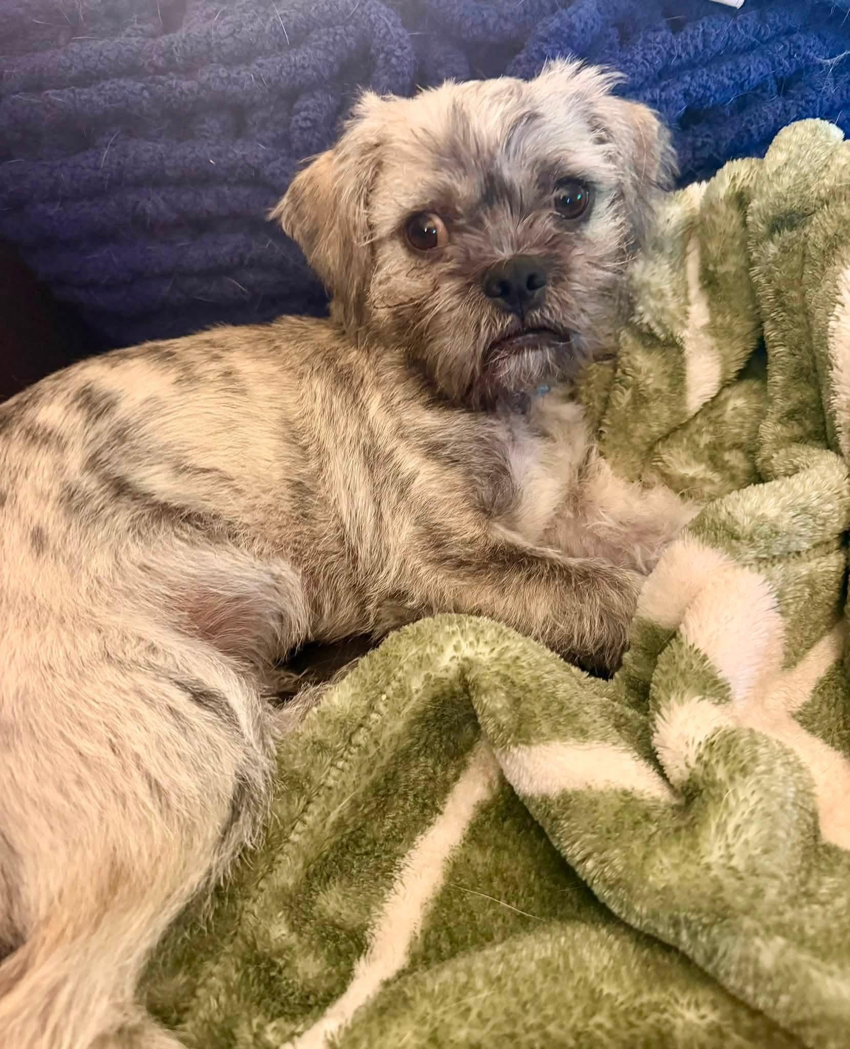 Enlarge CHAPO 425, a Adopted mixed breed in Milwaukee, WI image 5/6