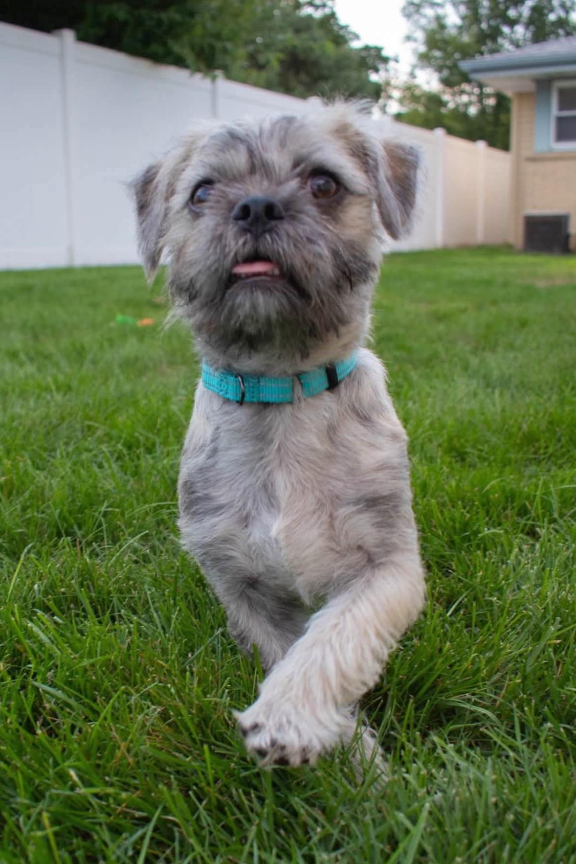 Enlarge CHAPO 425, a Adopted mixed breed in Milwaukee, WI image 3/6