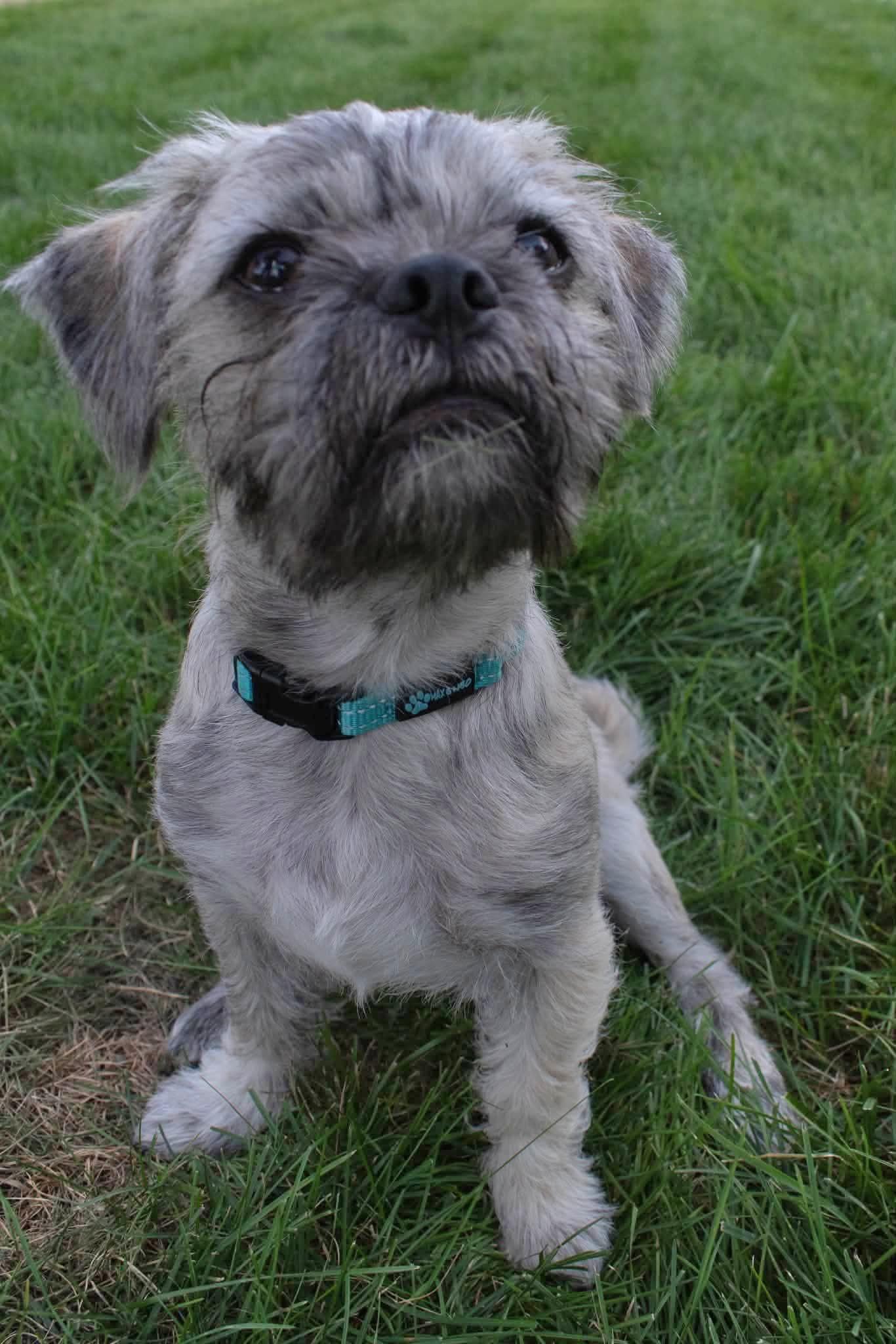 Enlarge CHAPO 425, a Adopted mixed breed in Milwaukee, WI image 4/6