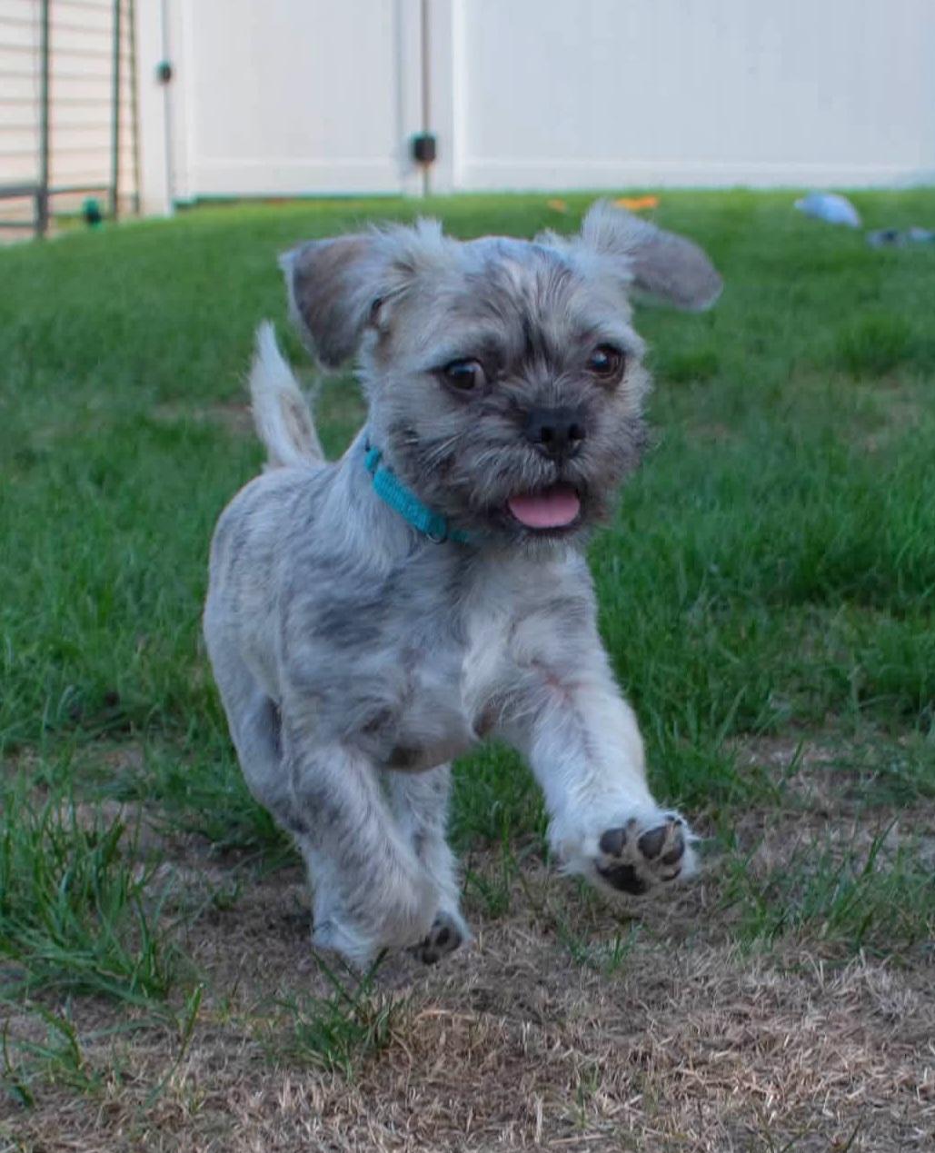 Enlarge CHAPO 425, a Adopted mixed breed in Milwaukee, WI image 6/6