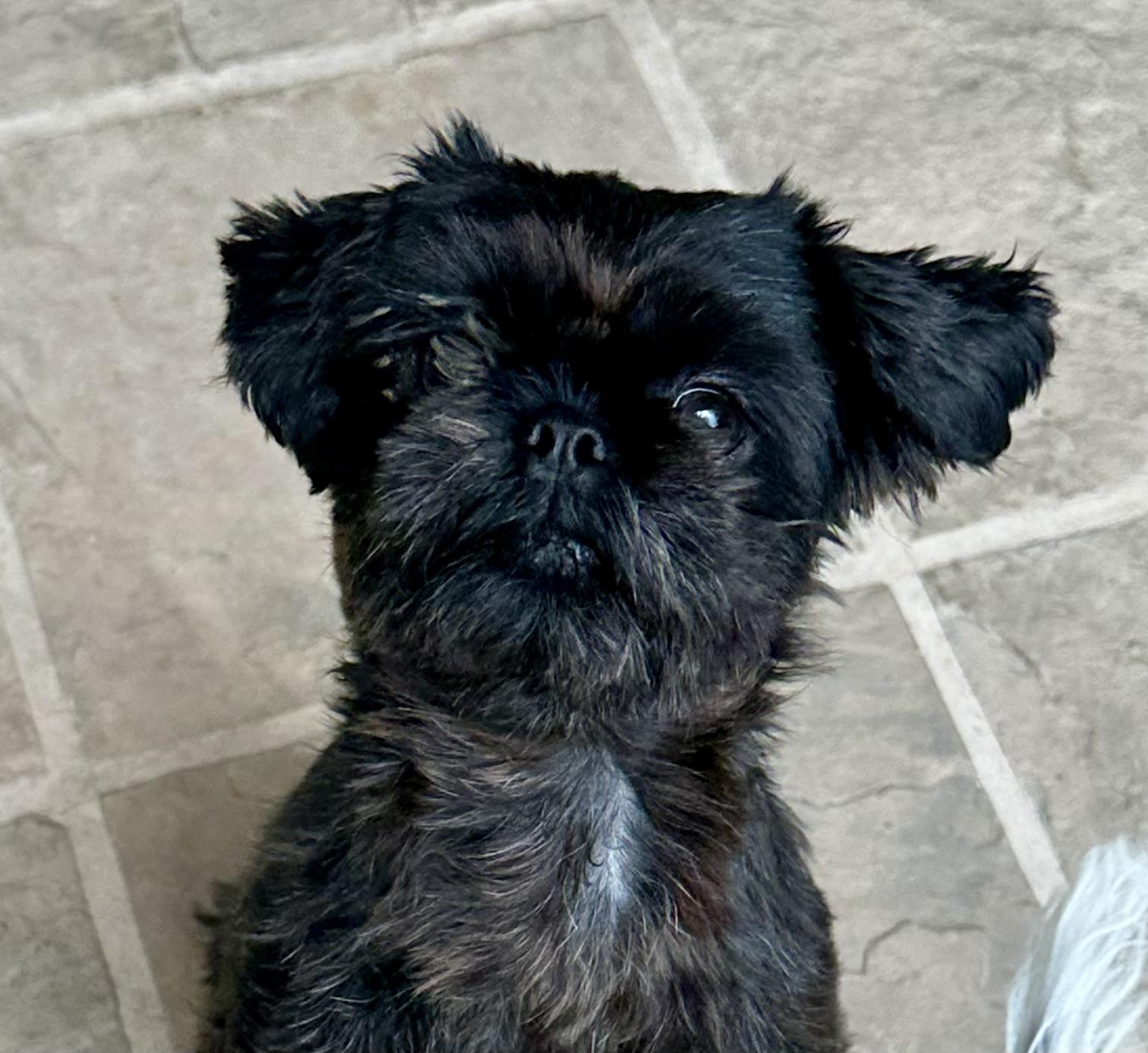 Biscuit, Adoptable, Young Female Shih Tzu.
