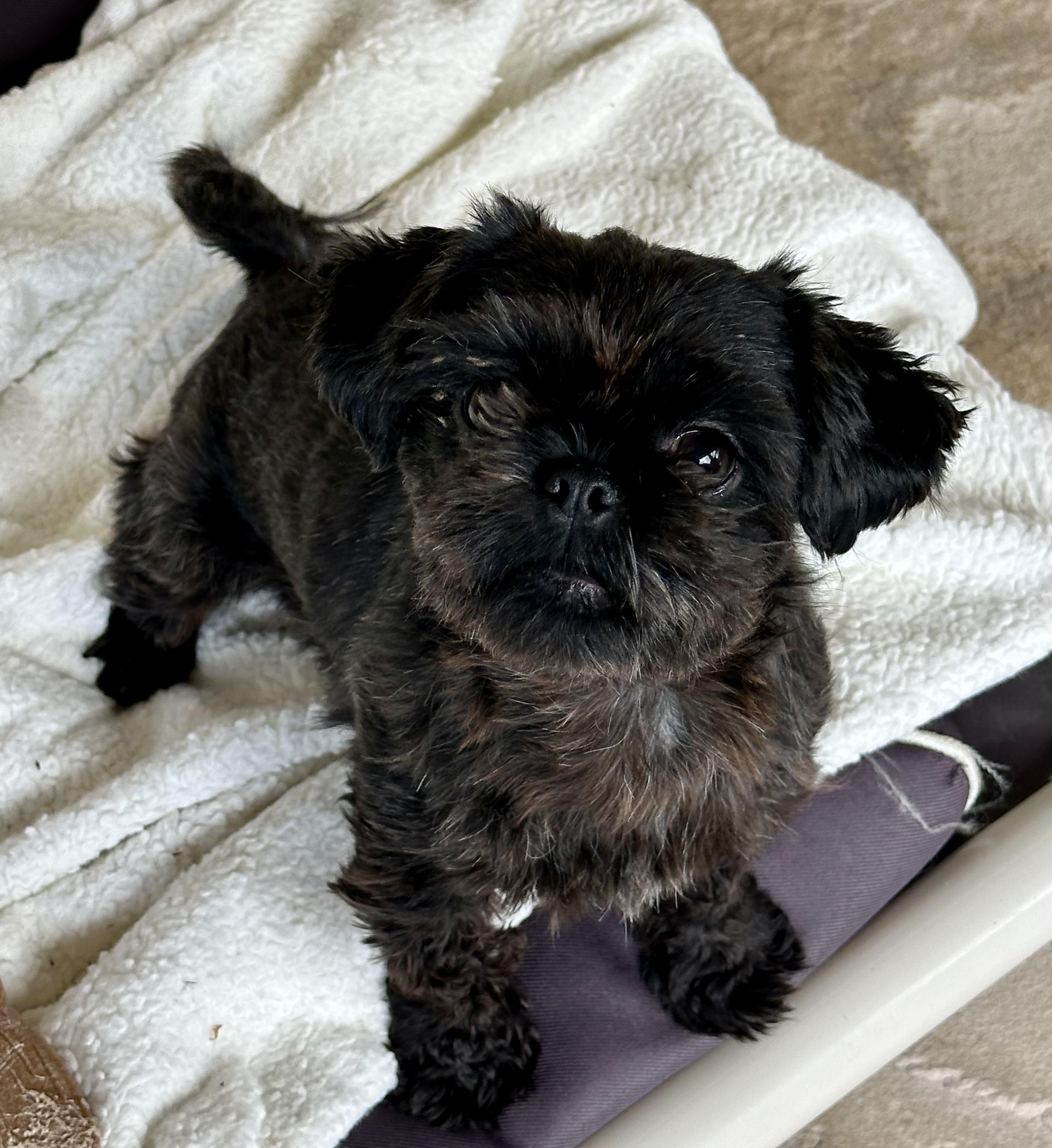 Enlarge Biscuit, a Adoptable Shih Tzu in Fremont, CA image 2/4