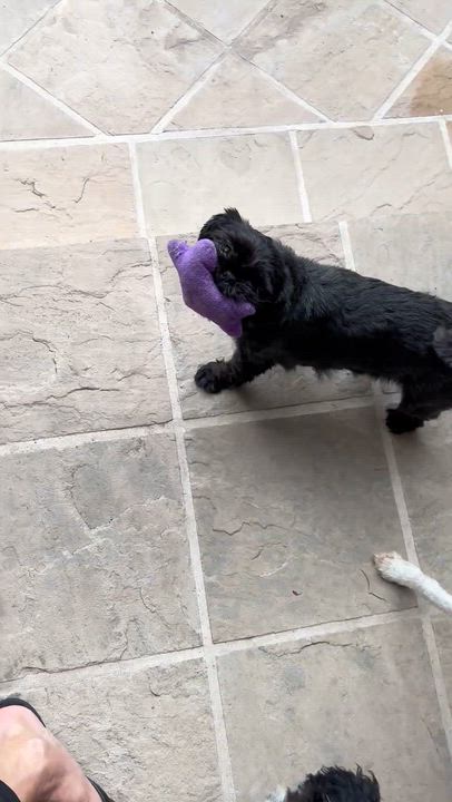 Enlarge Biscuit, a Adoptable Shih Tzu in Fremont, CA video 3/4