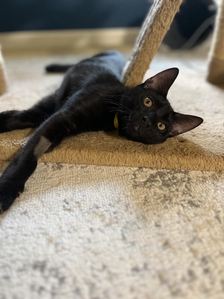 Adrian, Adoptable, Kitten Male Domestic Short Hair.