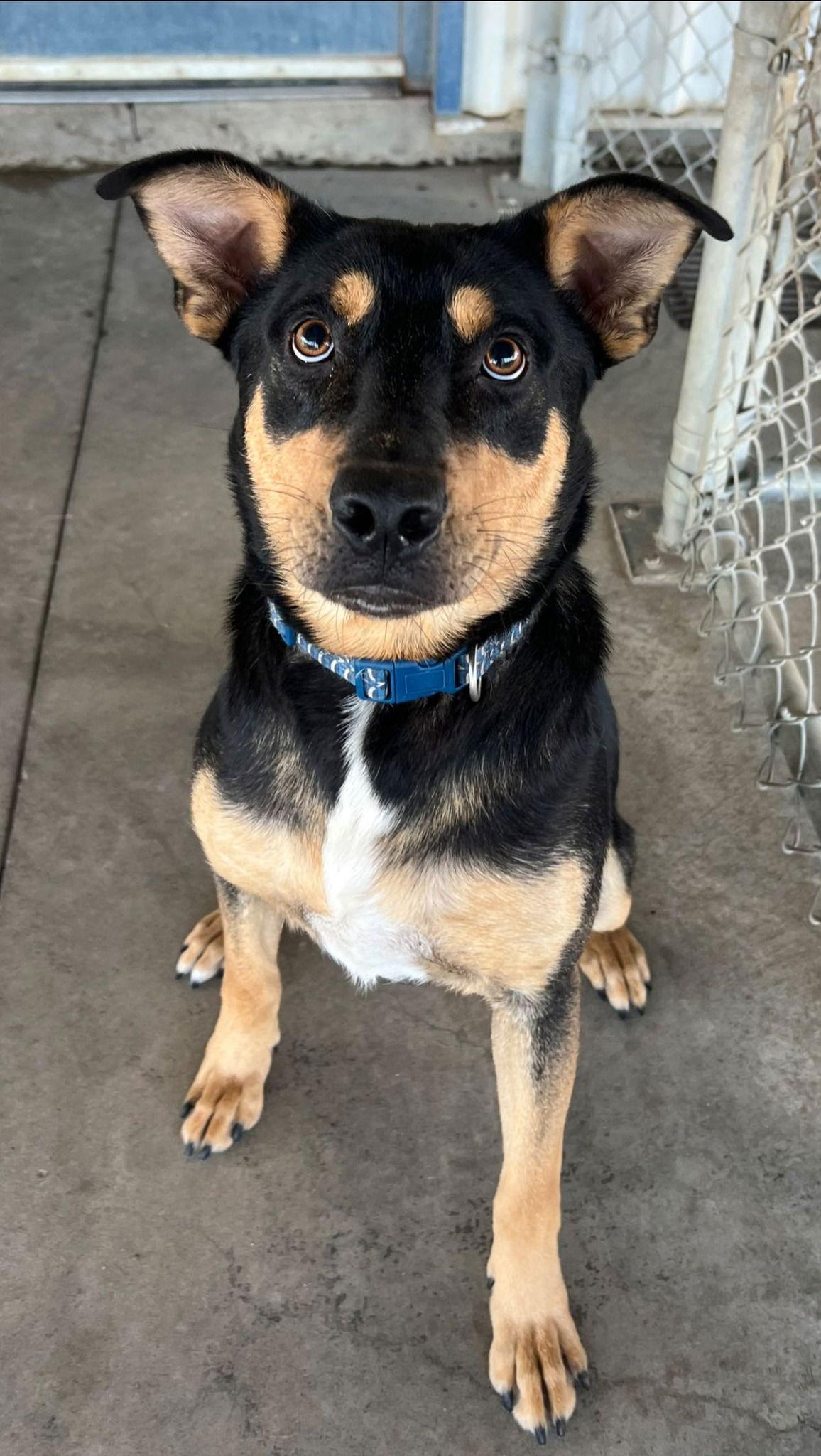 Shaboozey, a Adoptable Australian Kelpie in Pryor, OK image 2/2