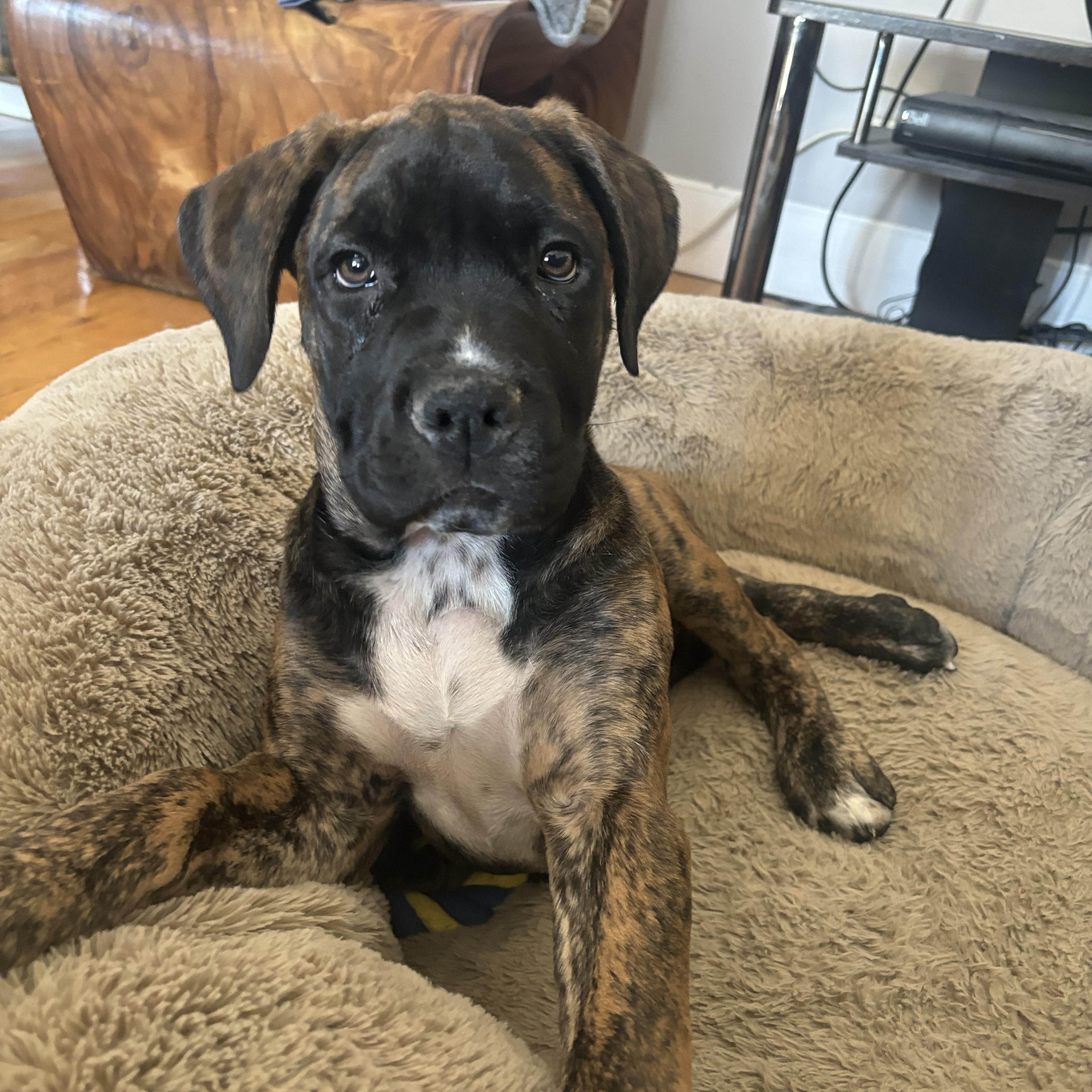 Chubby, adoptable, Puppy Female Mastiff.