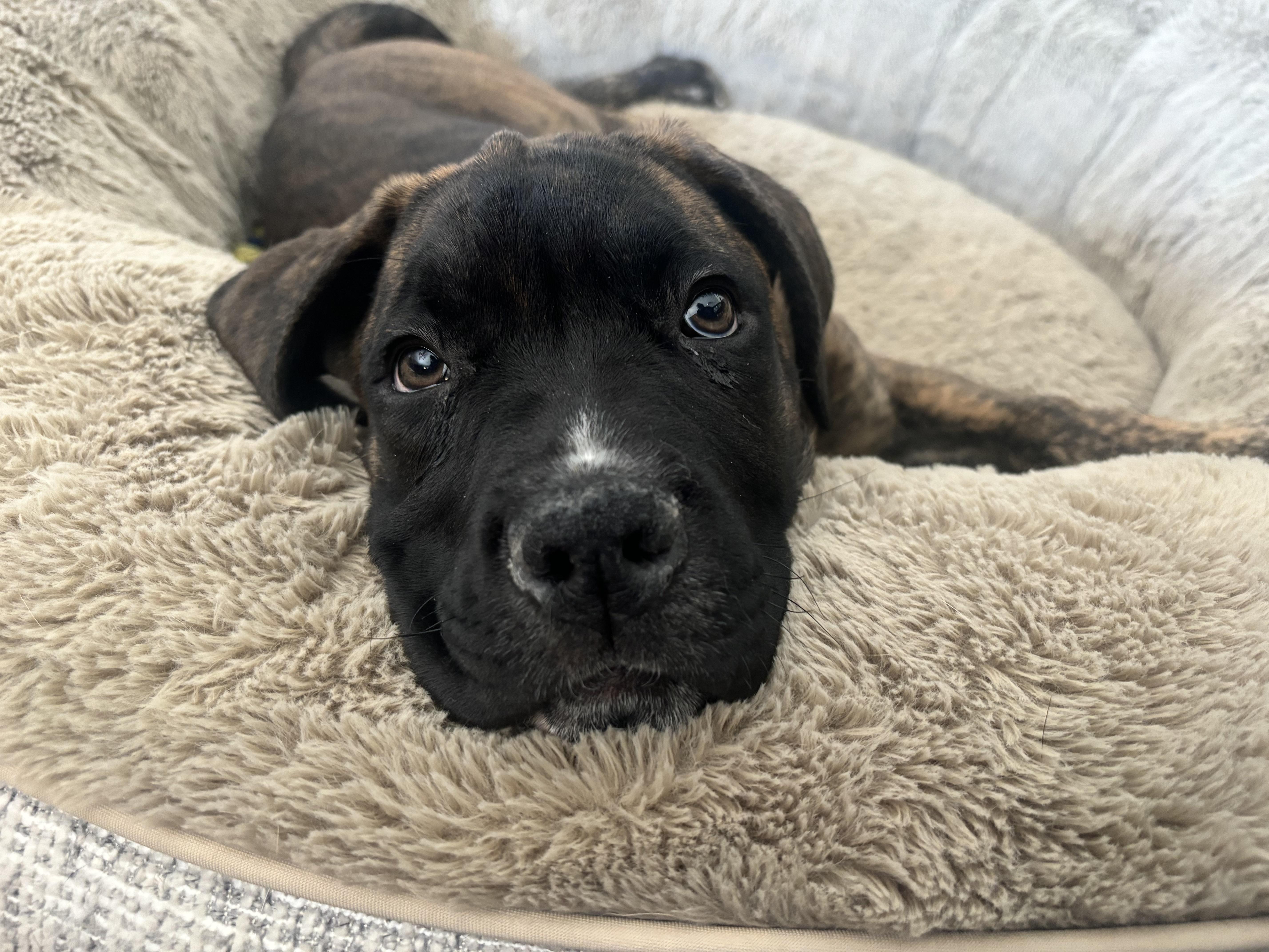 Enlarge Chubby, an adoptable mixed breed in Winnipeg, MB image 6/6