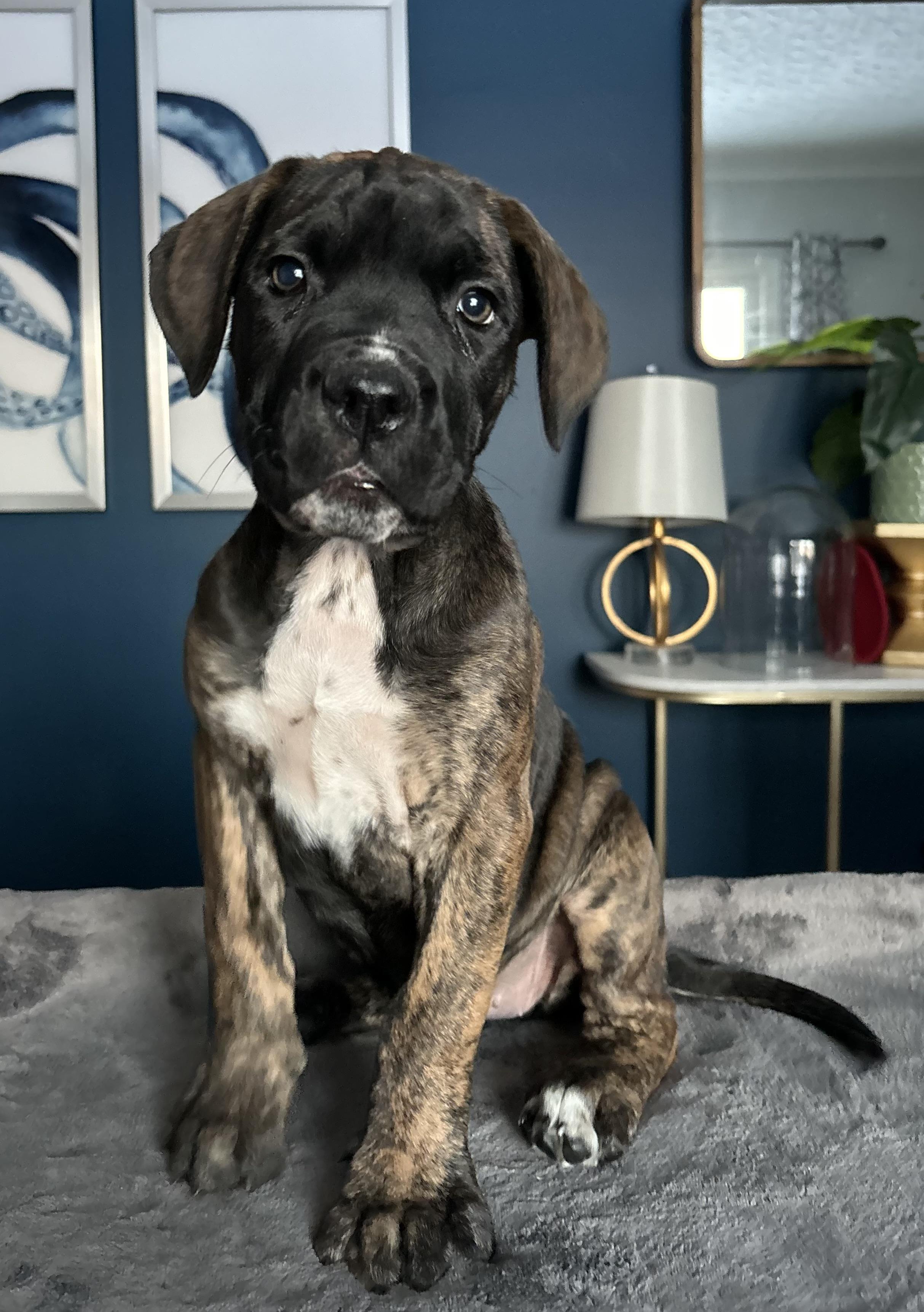 Enlarge Chubby, an adoptable mixed breed in Winnipeg, MB image 3/6