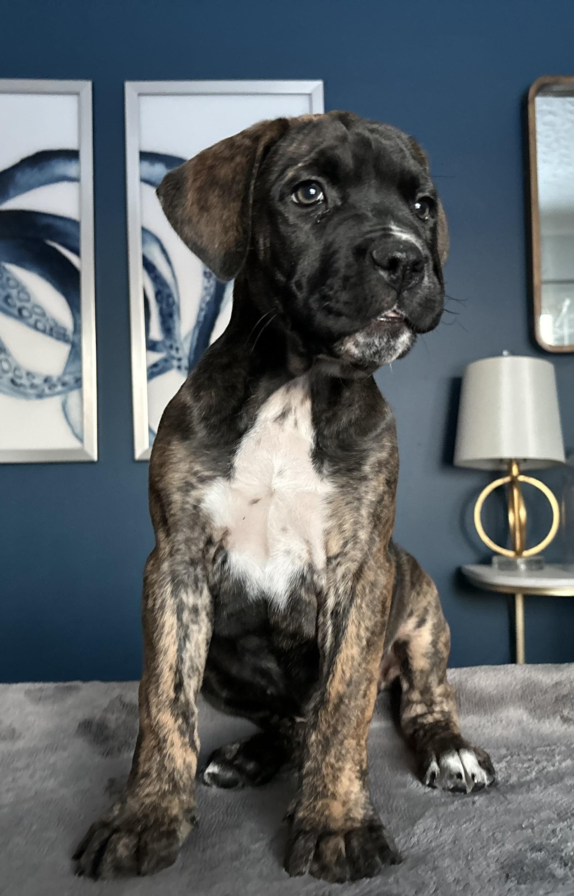 Enlarge Chubby, an adoptable mixed breed in Winnipeg, MB image 2/6