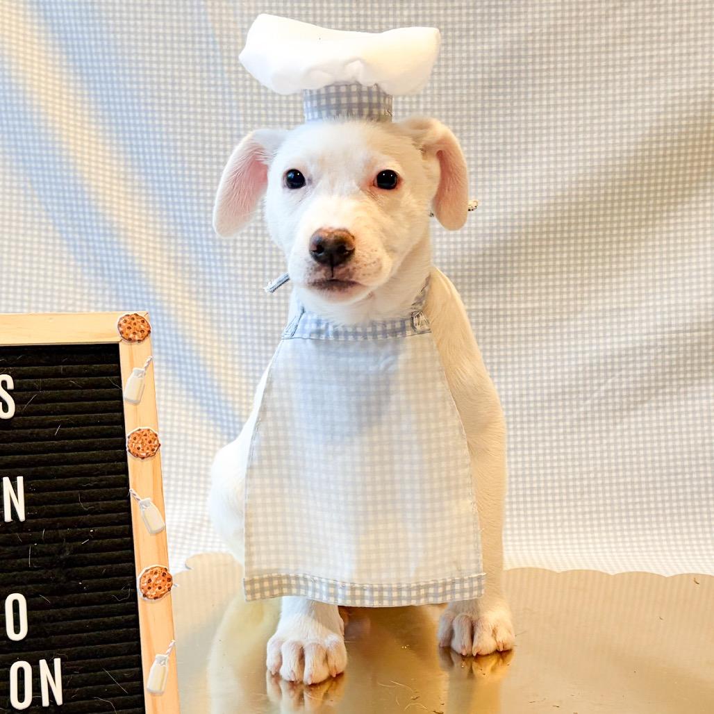 701I (2026) Macaron, Adoptable, Puppy Male Siberian Husky & Boxer.