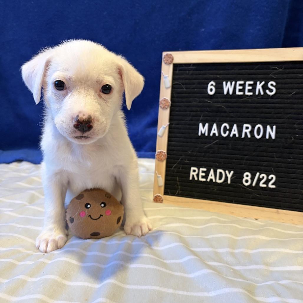 701I (2026) Macaron, a Adoptable mixed breed in Parker, CO image 2/6