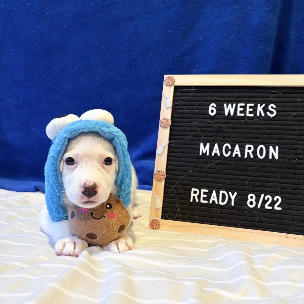701I (2026) Macaron, a Adoptable mixed breed in Parker, CO image 3/6