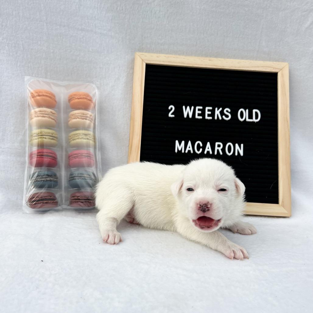 701I (2026) Macaron, a Adoptable mixed breed in Parker, CO image 5/6