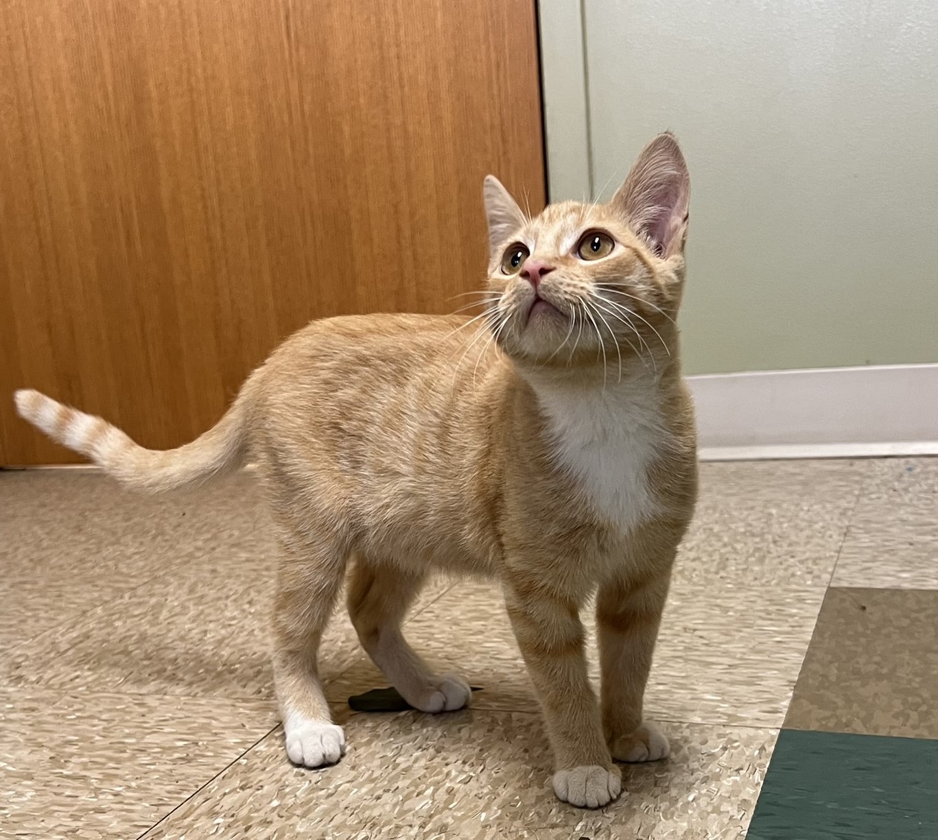 Cheddar, a Adoptable Domestic Short Hair in Hastings, NE image 1/4
