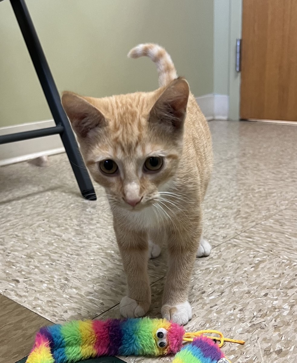 Cheddar, a Adoptable Domestic Short Hair in Hastings, NE image 2/4