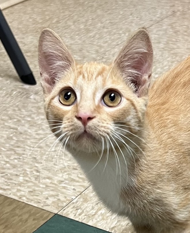 Cheddar, Adoptable, Young Male Domestic Short Hair.